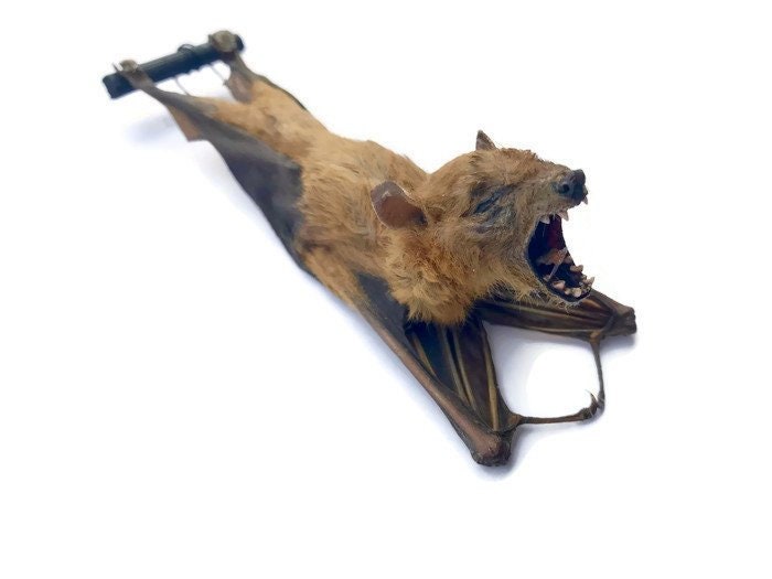 Forest Short-Nosed Fruit Bat Cynopterus minutus Hanging Back Real Preserved Taxidermy Specimen