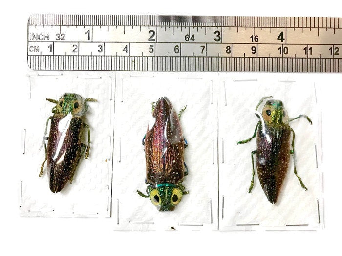 Jewel Beetle Lampropepla rothschildi or Madecassia rothschildi Real Insect Taxidermy Metallic