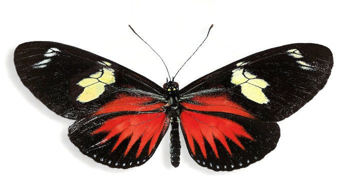 Red Longwing Butterfly Heliconius doris eratonius Spread or Folded Real Insect Taxidermy