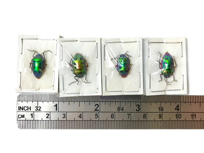 Mangrove Shield Bug Calliphara nobilis Real Insect Taxidermy 10 pack or Single