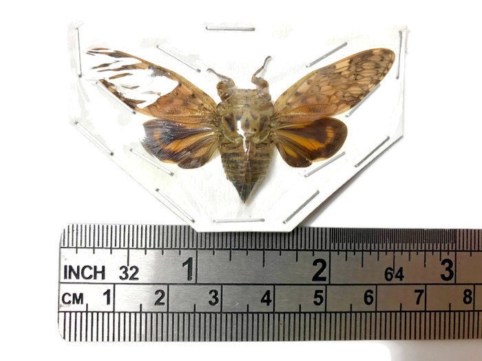 Cicada Platypleura arcuata Spread Real Insect Taxidermy