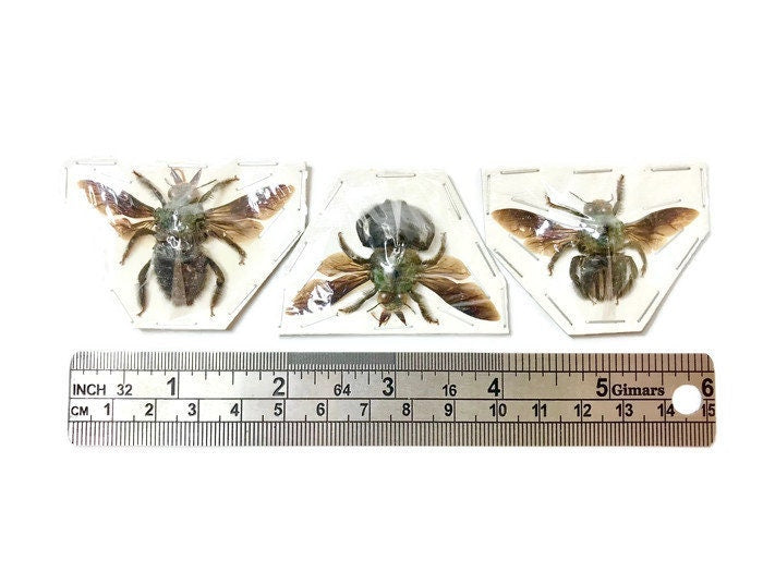 Green Carpenter Bee Xylocopa caerulea Male Spread Real Insect Taxidermy