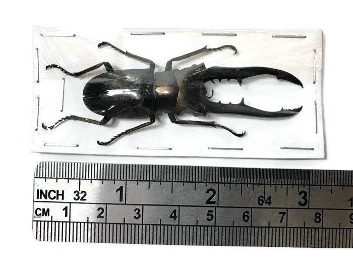Longjaw Stag Beetle Cyclommatus metallifer finae Black Male Real Insect Taxidermy