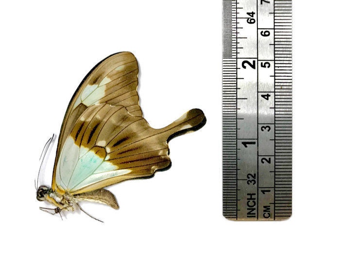 Apple-Green or Green-Banded Swallowtail Butterfly Papilio phorcas congoanus Spread or Folded Male Real Insect Taxidermy