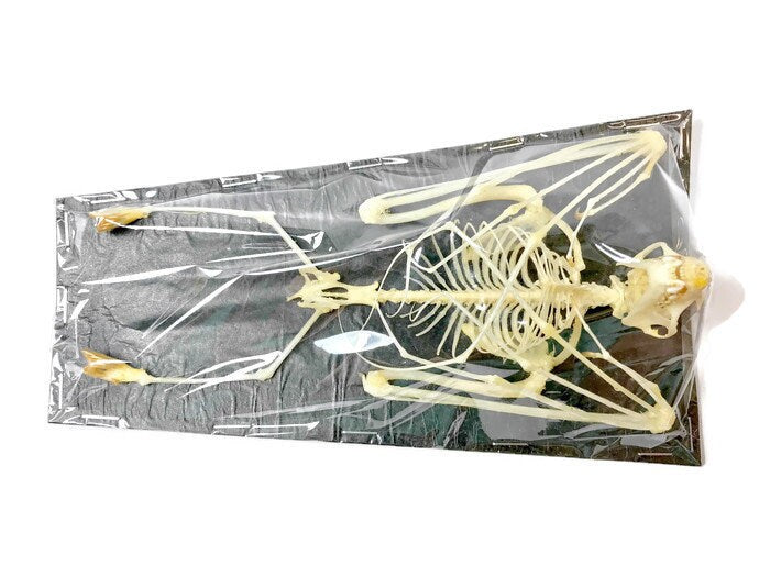 Greater Short-Nosed Fruit Bat Cynopterus sphinx Skeleton Real Preserved Taxidermy Bones Skull