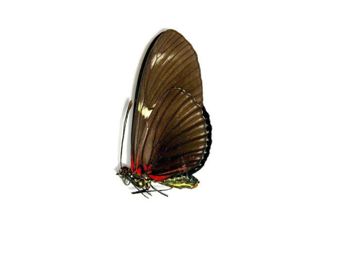 Red Longwing Butterfly Heliconius doris eratonius Spread or Folded Real Insect Taxidermy
