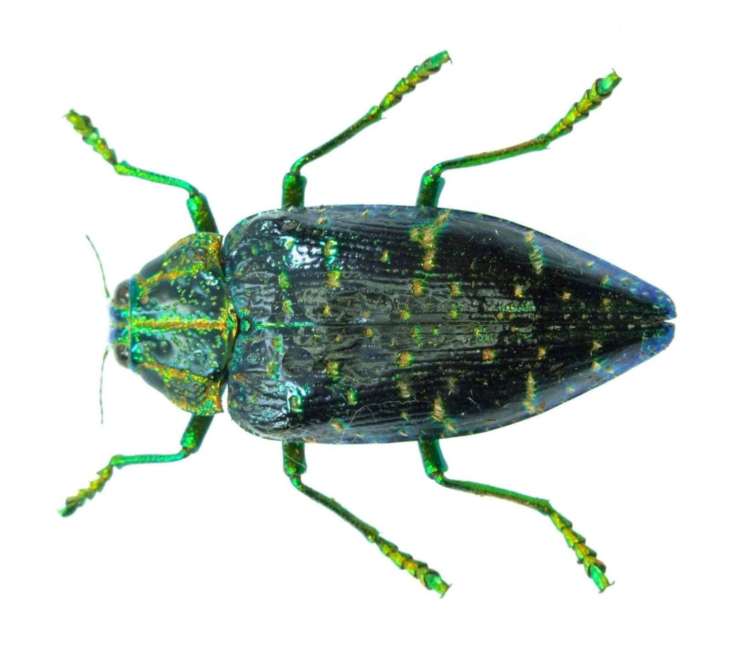 Jewel Beetle Polybothris sumptuosa sumptuosa Real Insect Taxidermy 10 pack or Single