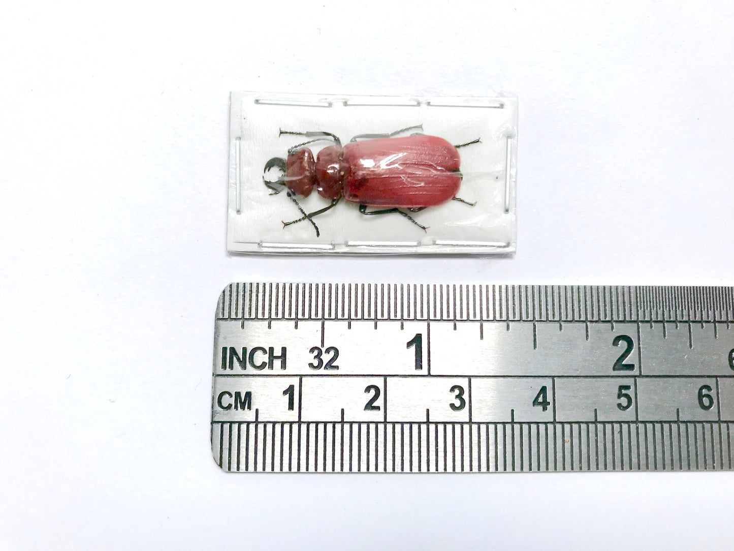 Blister Beetle Cissites maxillosa Male Real Insect Taxidermy