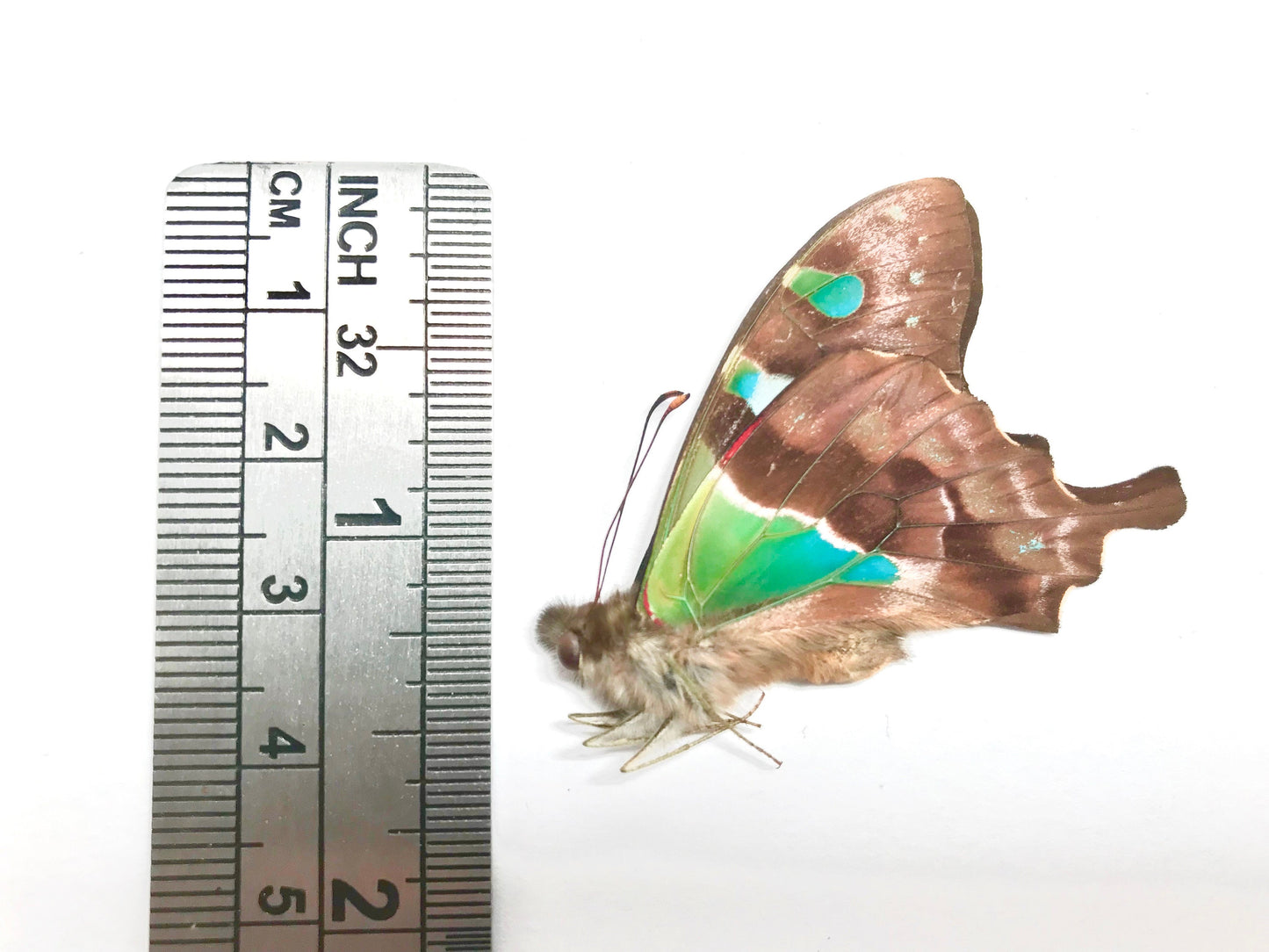 Butterfly Graphium stresemanni Spread or Folded Male Real Insect Taxidermy
