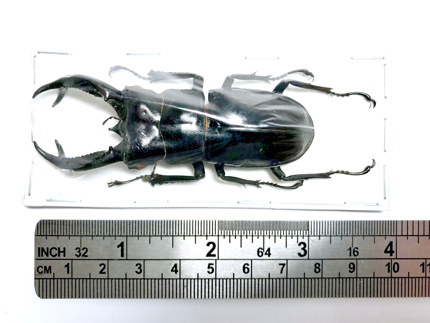 Fighting Giant Stag Beetle Hexarthrius buqueti Male Real Insect Taxidermy