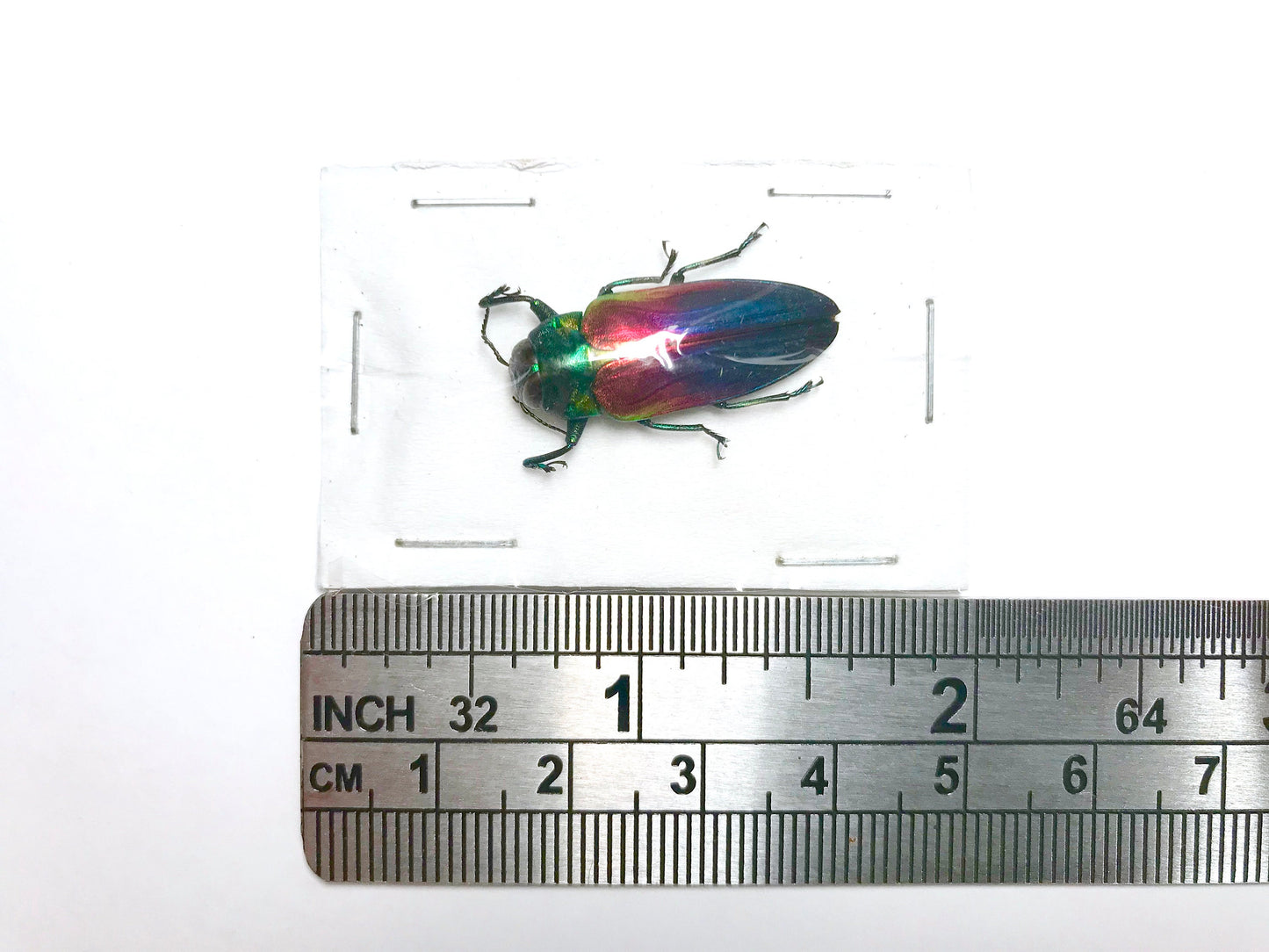 Tricolor Metallic Wood-boring Beetle var. 2 Belionota tricolor Real Insect Taxidermy