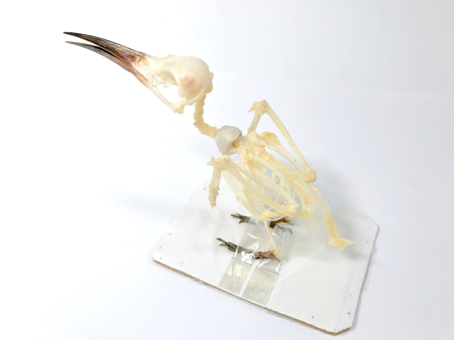 Blue-Tailed Bee-Eater Bird Merops philippinus javanicus Skeleton Real Preserved Taxidermy Bones Skull