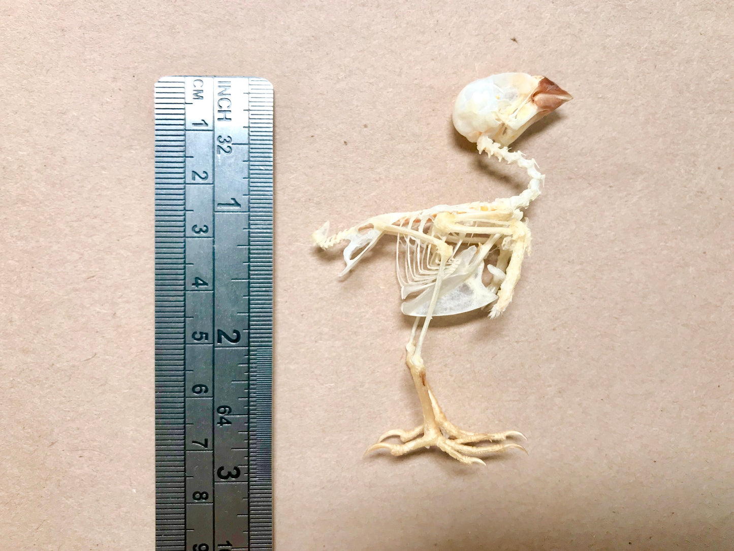 Spice Finch or Spotted Munia Bird Lonchura punctulata Skeleton Real Preserved Taxidermy Bones Skull