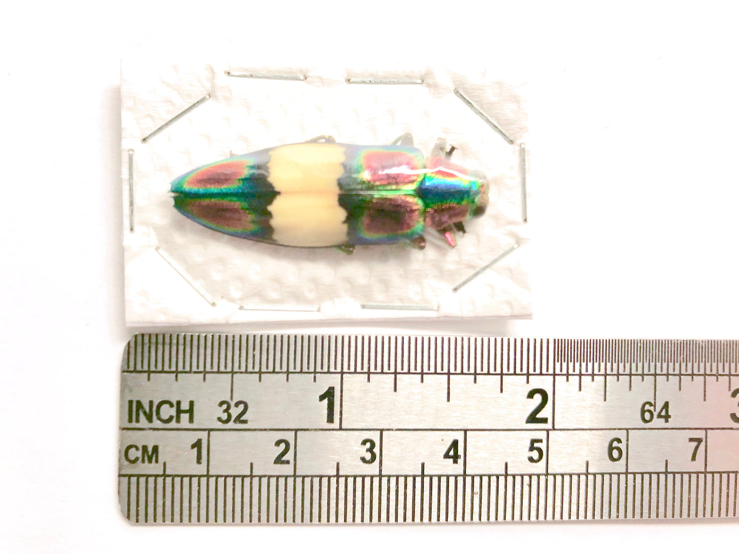 Jewel Beetle Chrysochroa fulgens Real Insect Taxidermy