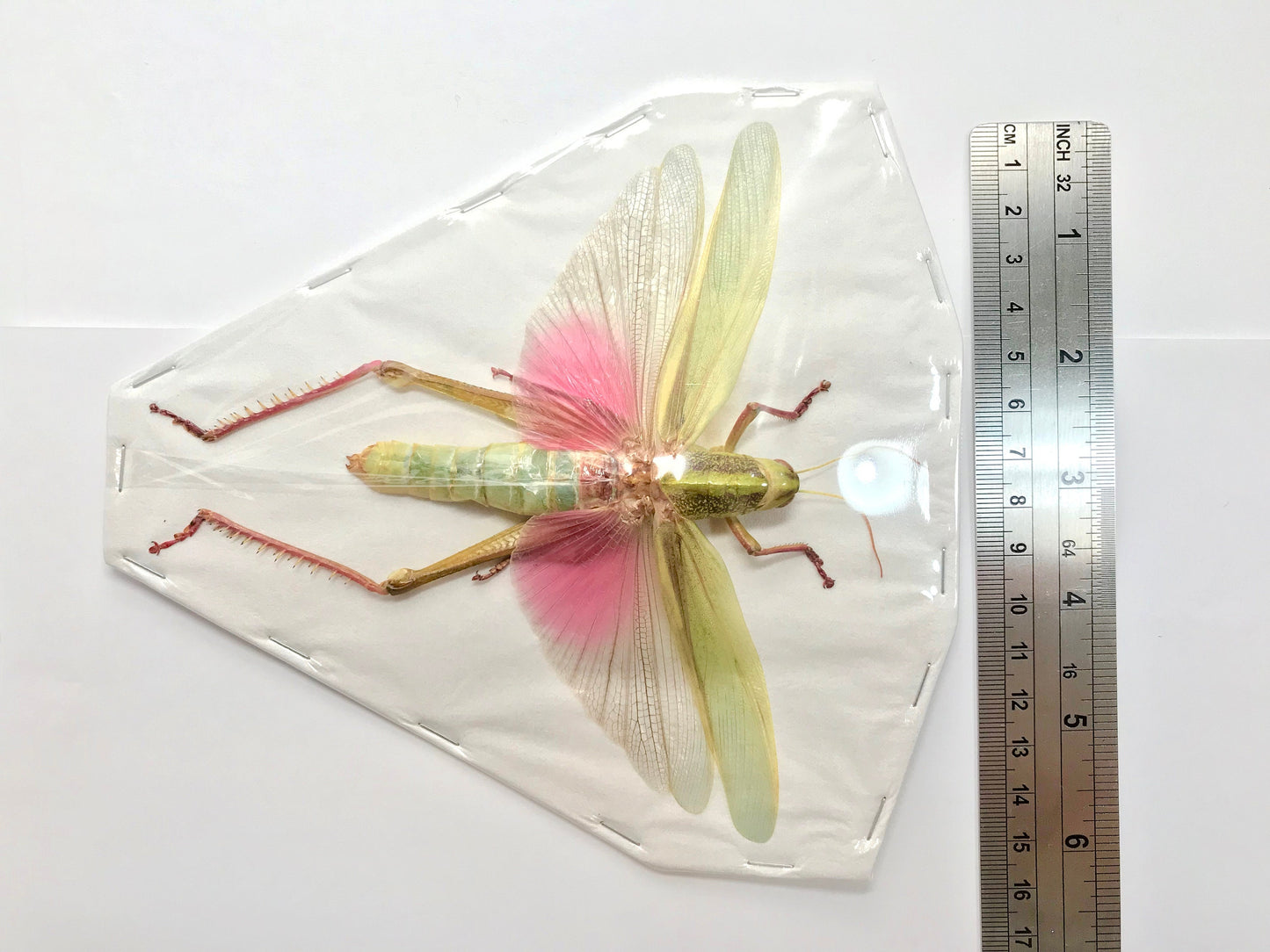 Citrus Locust or Grasshopper Chondracris rosea rosea Female Real Insect Taxidermy