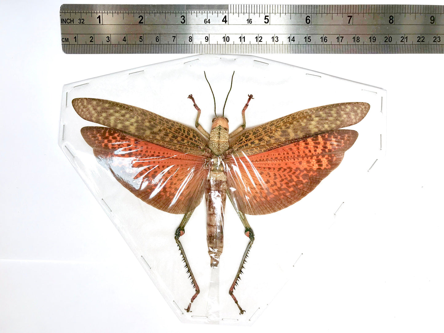 Giant Grasshopper or Locust Tropidacris dux Spread Female Real Insect Taxidermy