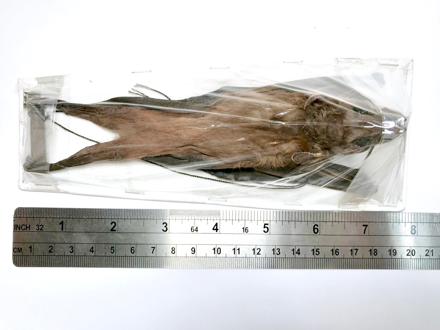 Greater Short-Nosed Fruit Bat Cynopterus sphinx Hanging Back Real Preserved Taxidermy