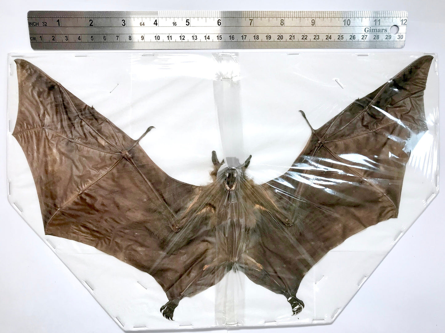 Greater Short-Nosed Fruit Bat Cynopterus sphinx Spread Real Preserved Taxidermy