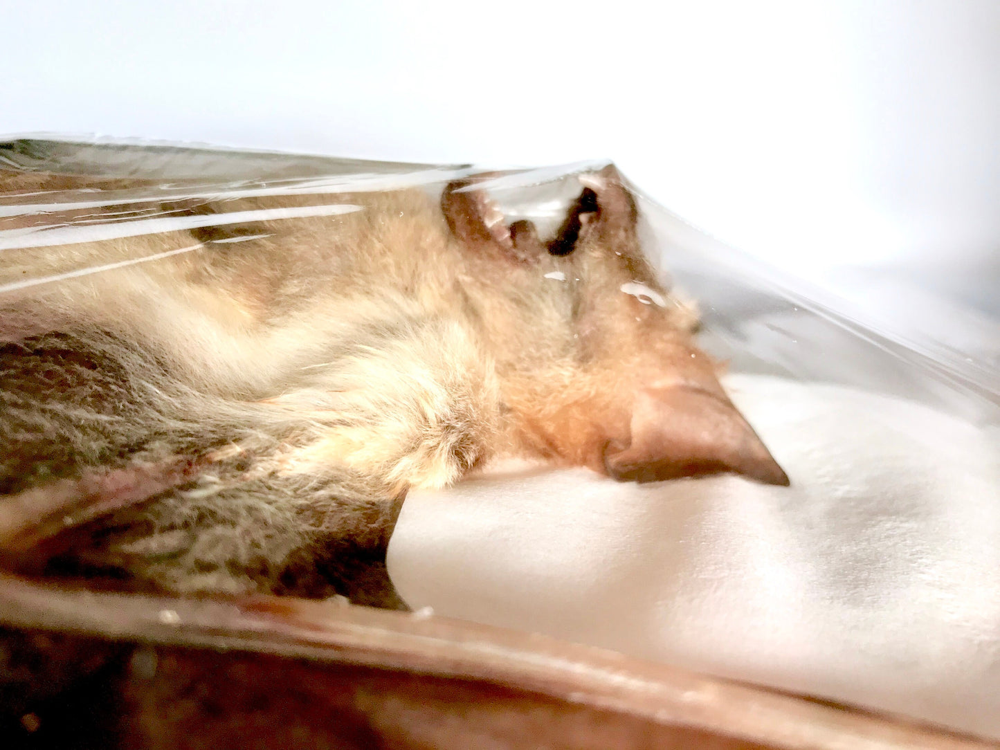 Diadem Leaf-Nosed Diadem Roundleaf Bat Hipposideros diadema Spread Real Preserved Taxidermy