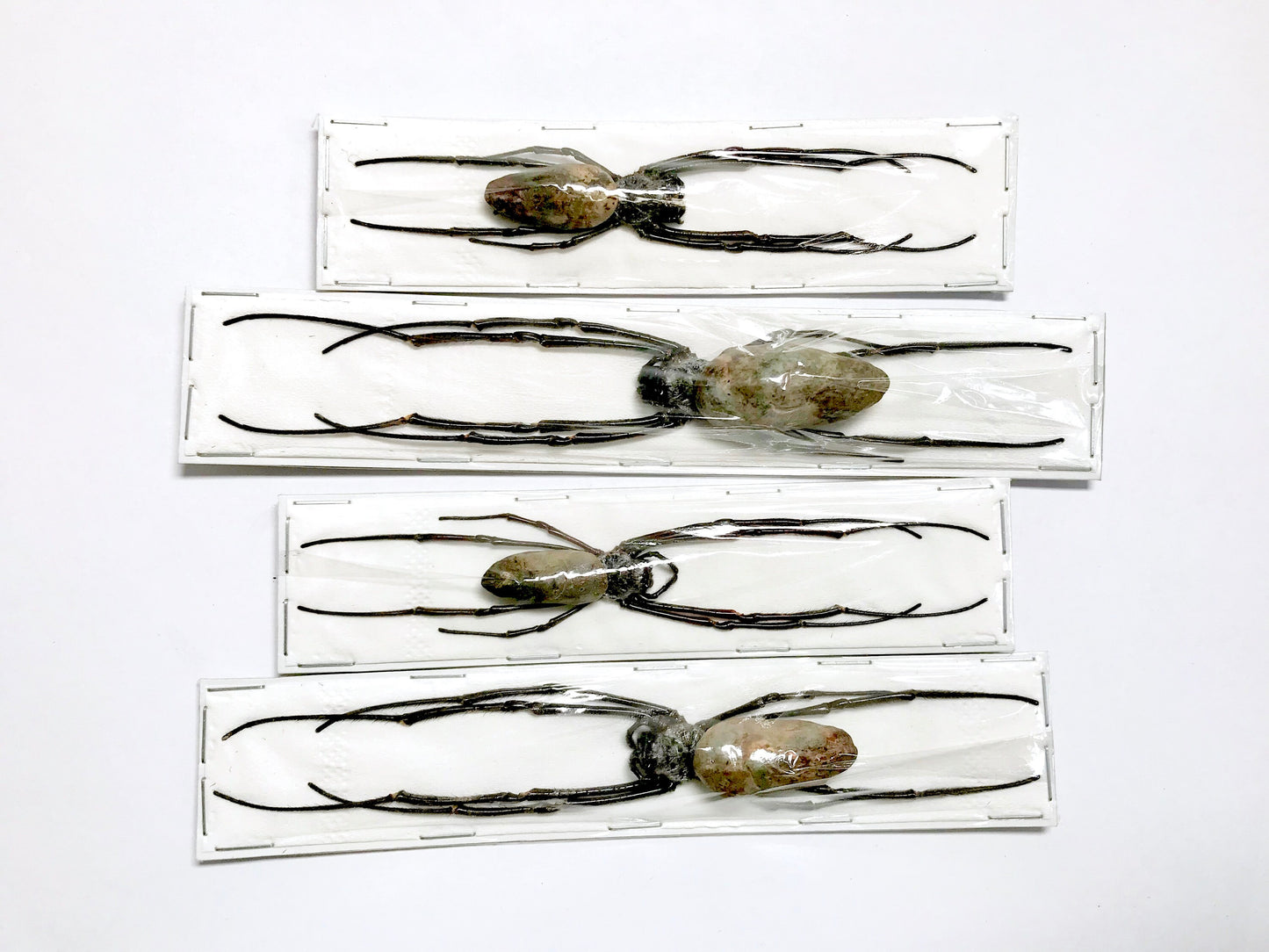 Spider sp8 Real Preserved Taxidermy Arachnid Taxidermy 10 Pack or Single * A2 Condition *