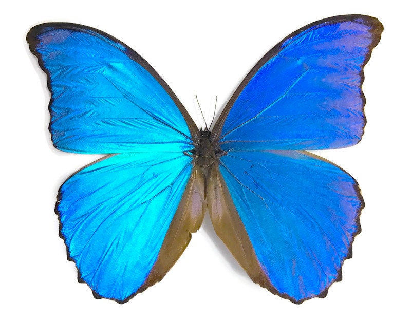 Giant Blue Morpho Butterfly Morpho didius Male Spread or Folded Real Insect Taxidermy