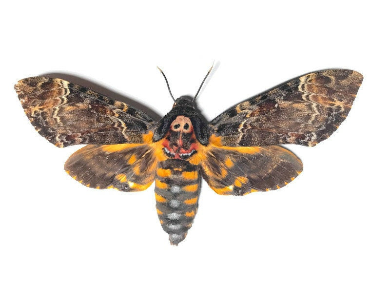 Greater Death's Head Hawkmoth or Death Head Moth Acherontia lachesis Unmounted Real Insect Taxidermy A1/A- Condition Silence of the Lambs