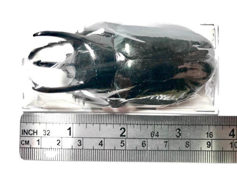 Java Caucasus beetle Chalcosoma chiron chiron Male Real Insect Taxidermy