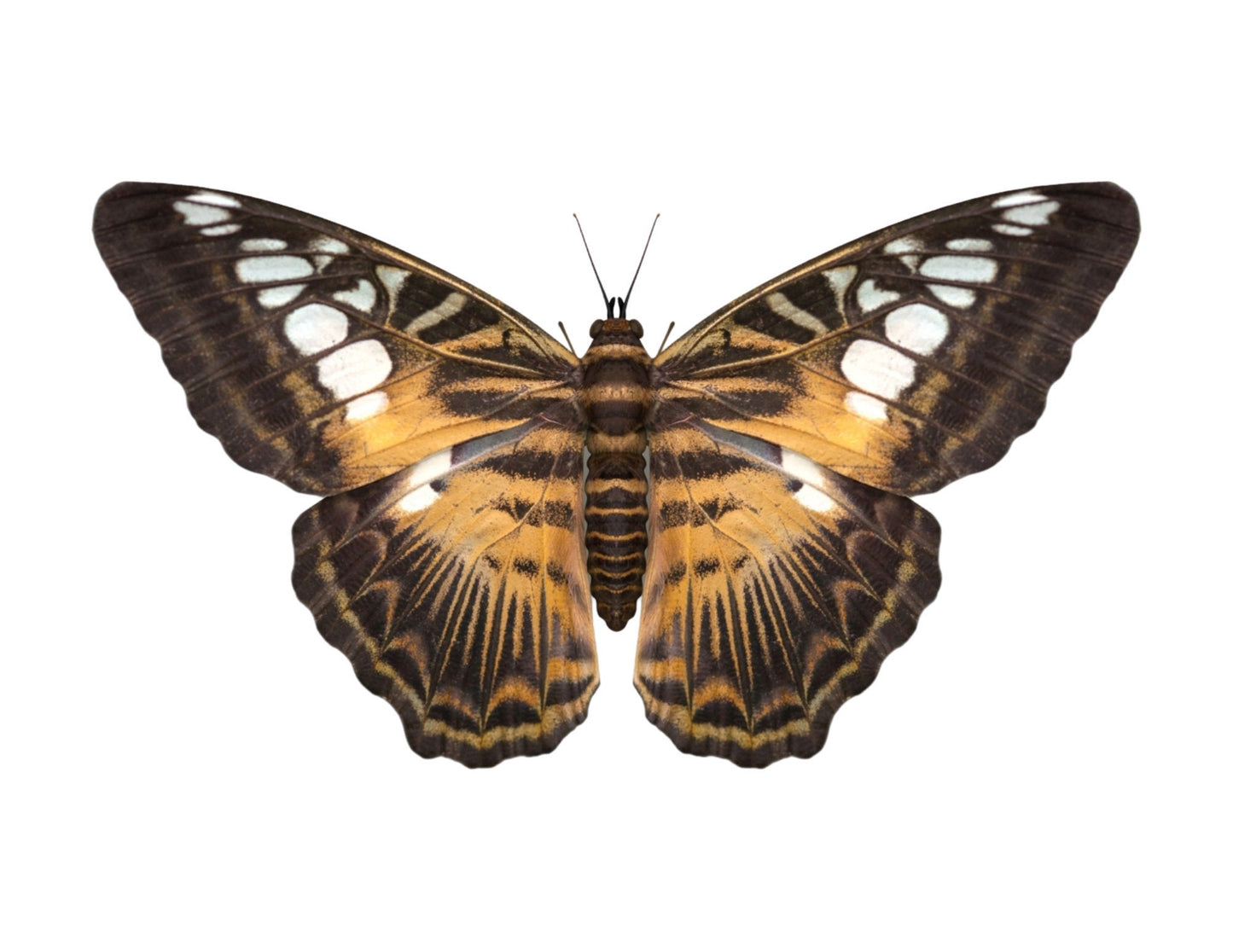 Clipper Butterfly Parthenos sylvia Real Insect Spread or Folded Taxidermy