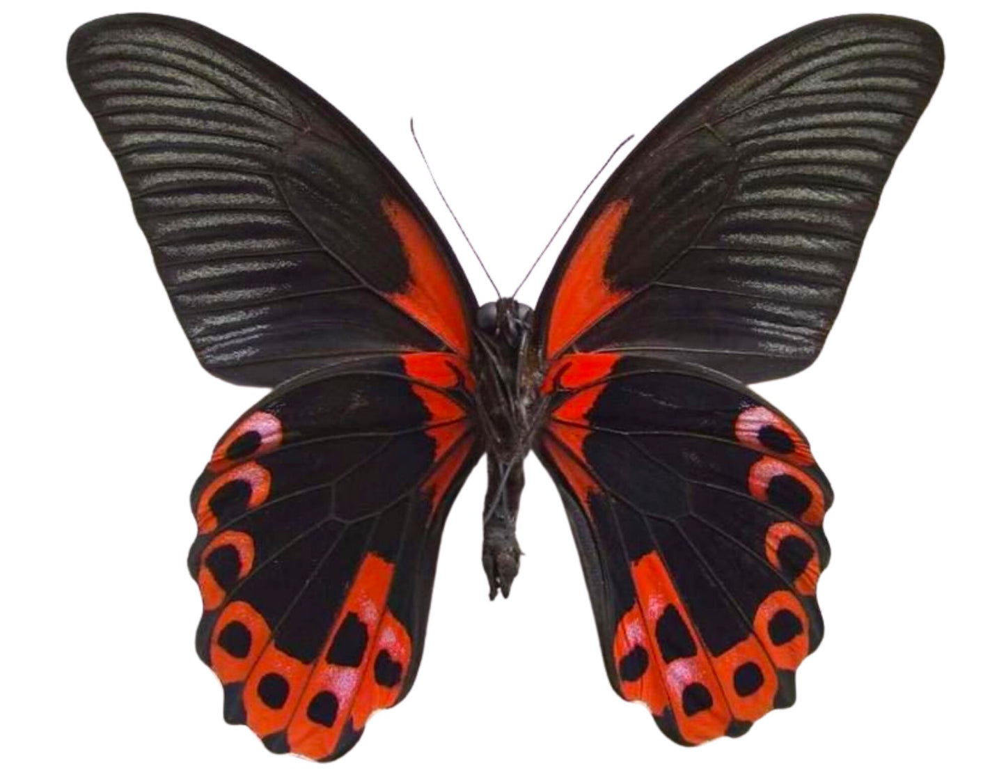 Scarlet Mormon or Red Mormon Swallowtail Butterfly Papilio rumanzovia Real Insect Spread or Folded Taxidermy