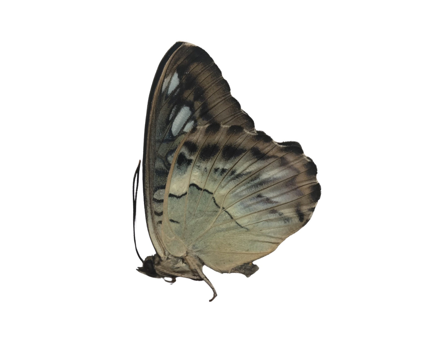 Clipper Butterfly Parthenos sylvia Real Insect Spread or Folded Taxidermy
