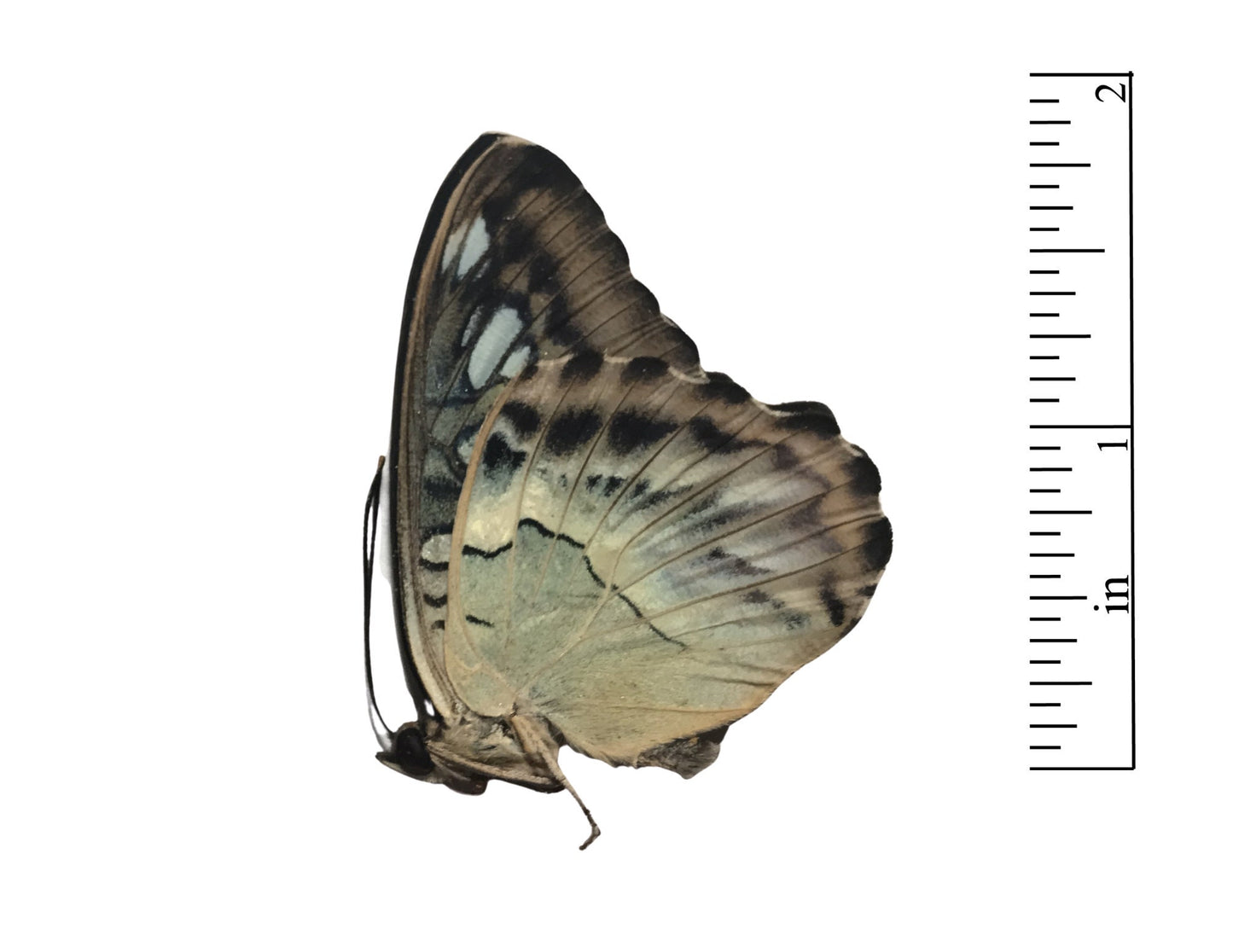 Clipper Butterfly Parthenos sylvia Real Insect Spread or Folded Taxidermy