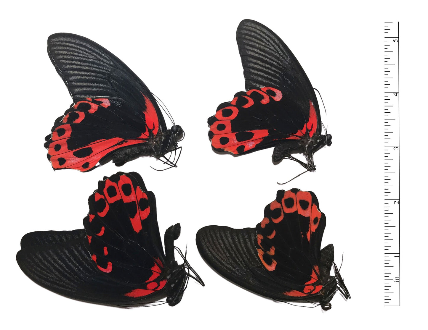 Scarlet Mormon or Red Mormon Swallowtail Butterfly Papilio rumanzovia Real Insect Spread or Folded Taxidermy