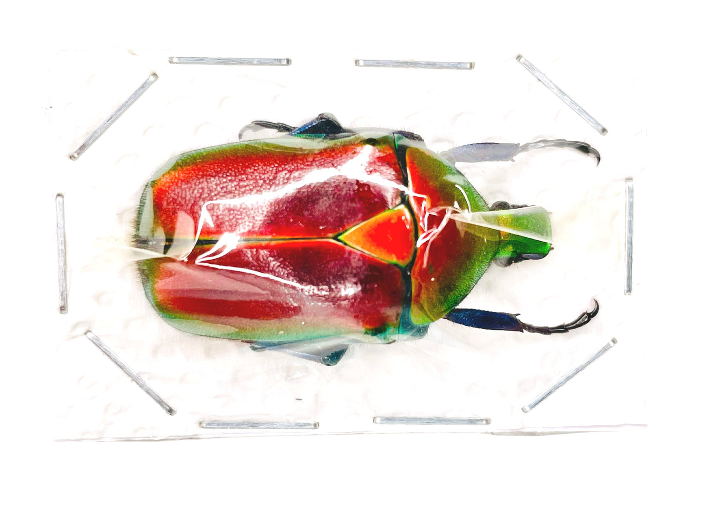 Red Scarab Beetle Torynorrhina flammea flammea Real Insect Taxidermy