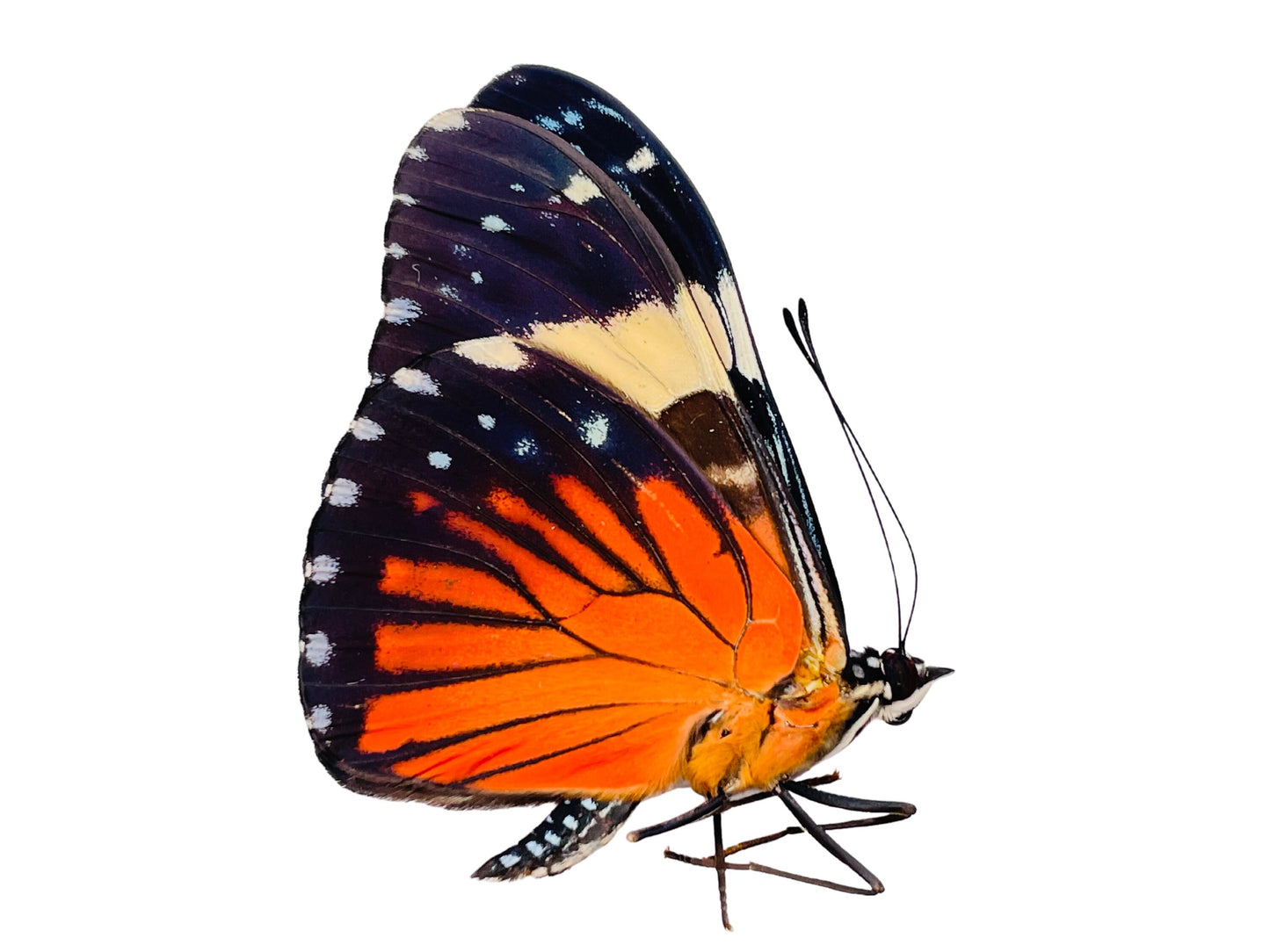 Red Cracker Butterfly Hamadryas amphinome Folded Real Insect Taxidermy