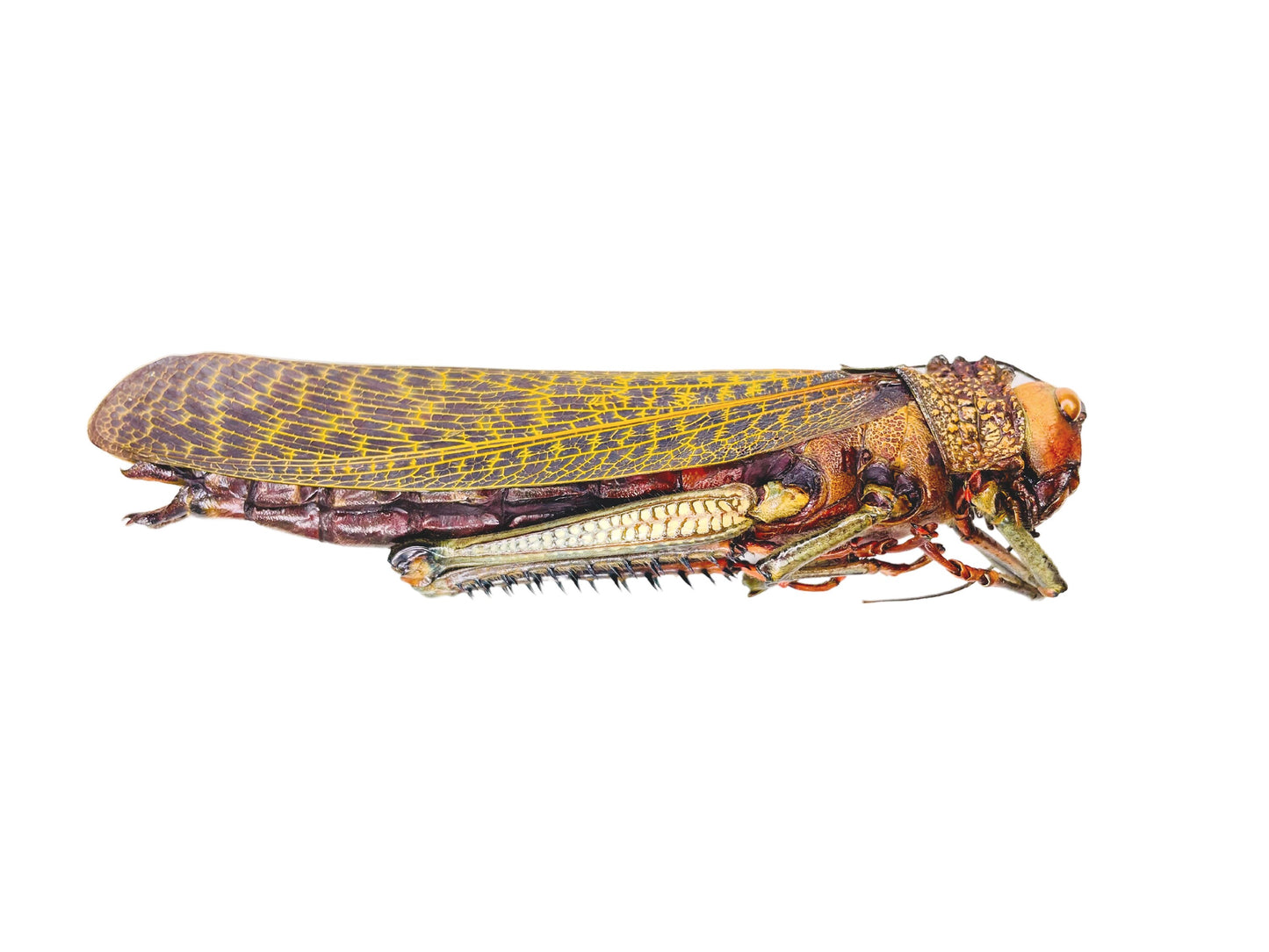 Giant Grasshopper or Locust Tropidacris dux Female Real Insect Taxidermy