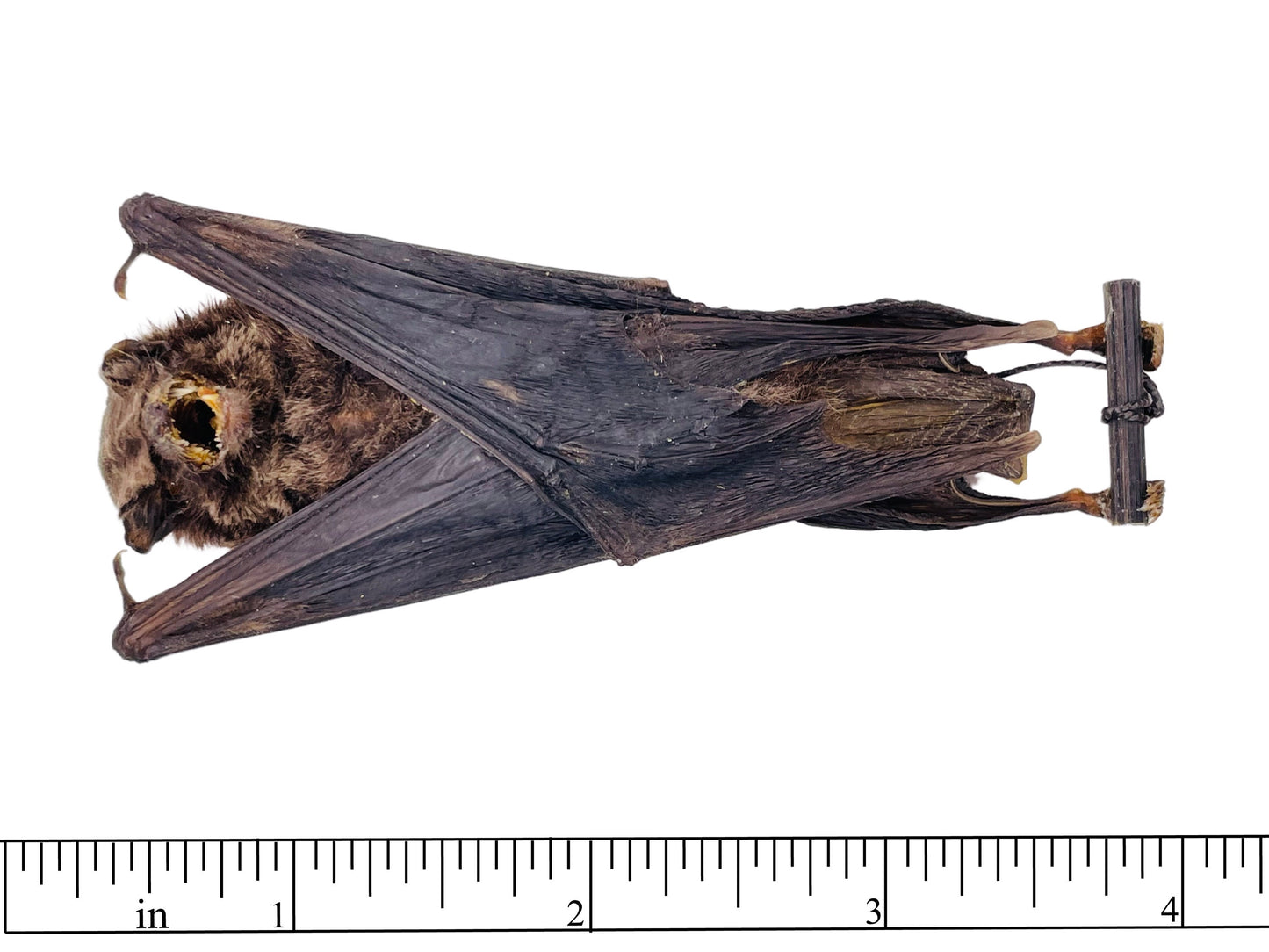 Intermediate Long-Fingered Bat Miniopterus medius Hanging Real Preserved Taxidermy
