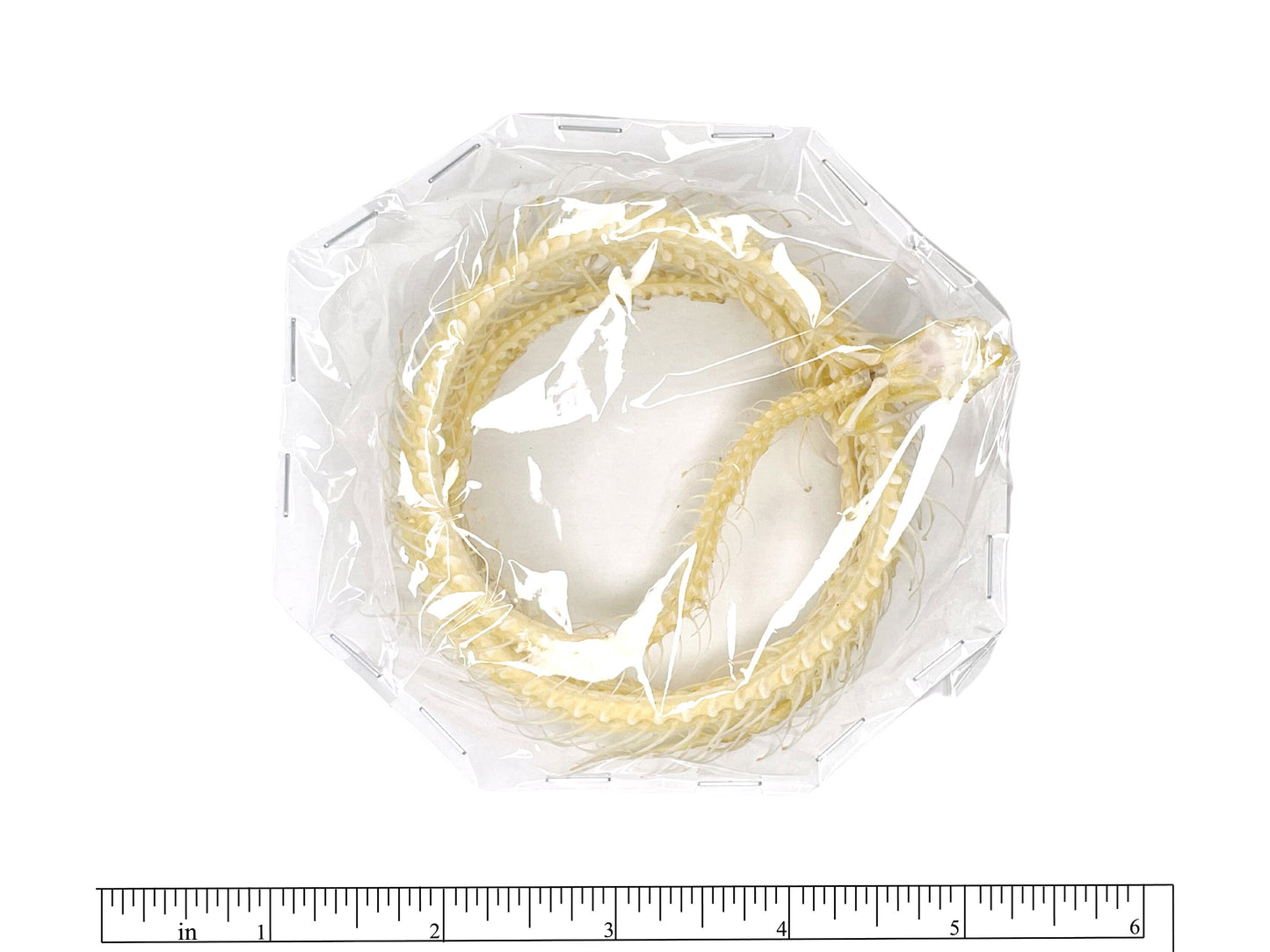 White-lipped Pit Viper Venomous Snake Trimeresurus albolabris Skeleton Coiled Real Preserved Taxidermy Bones A2 Condition