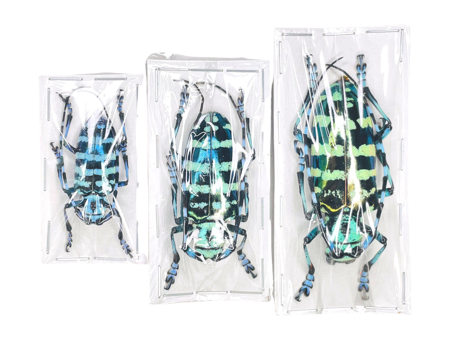 Longhorn Beetle Anoplophora graafi Real Insect Taxidermy