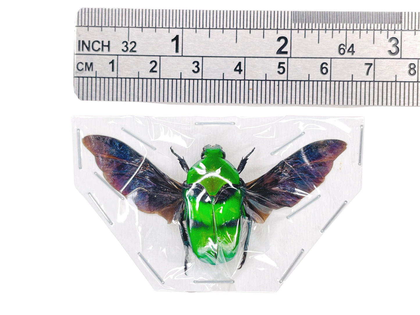 Scarab Beetle Ischiopsopha bifasciata Spread Real Insect Taxidermy
