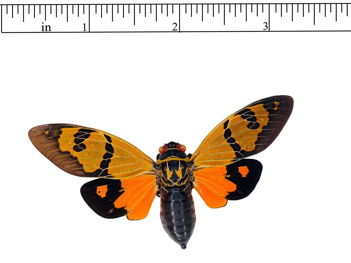Cicada Gaeana festiva Orange Spread Real Insect Taxidermy