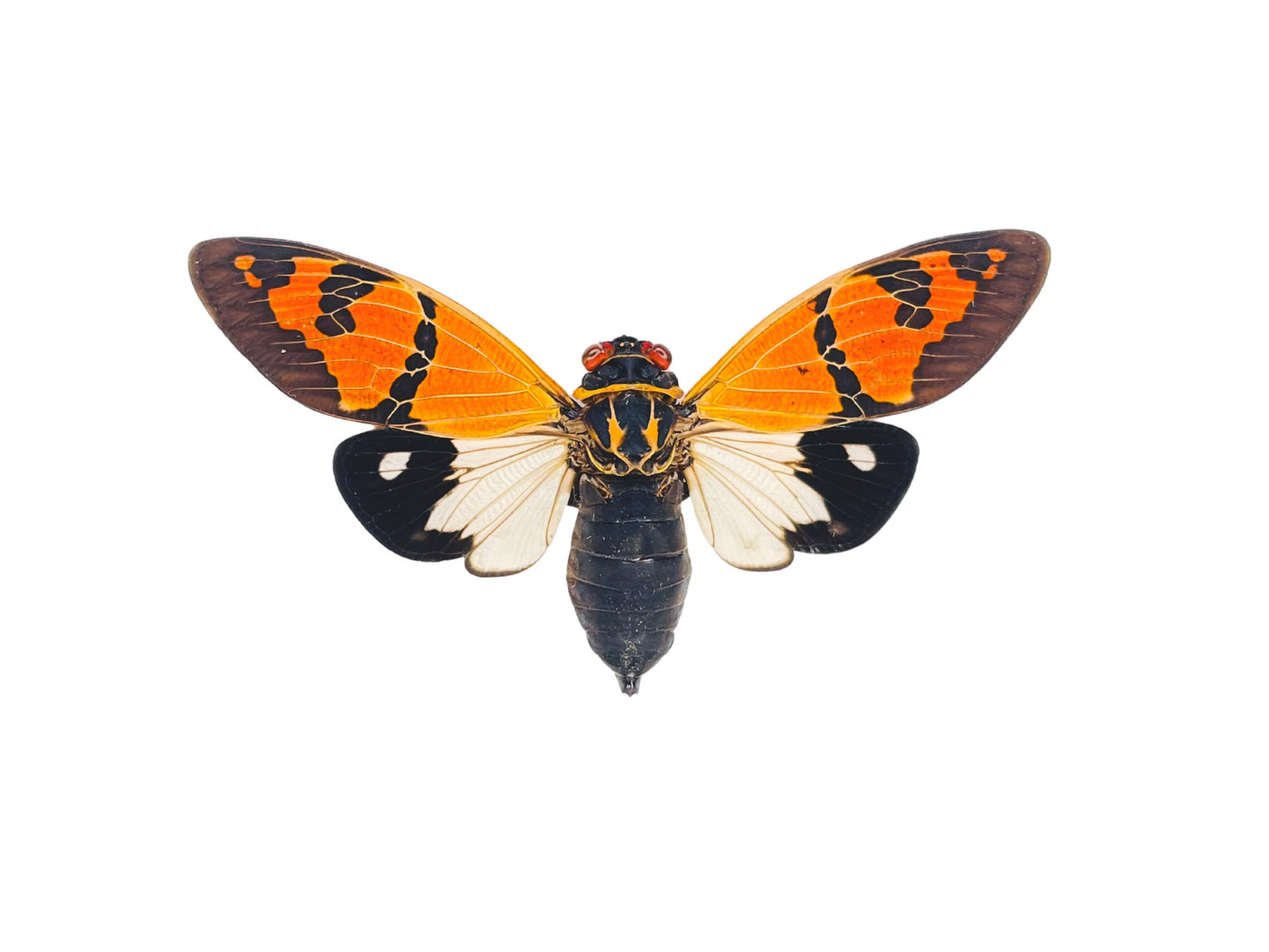 Cicada Gaeana festiva White Spread Real Insect Taxidermy