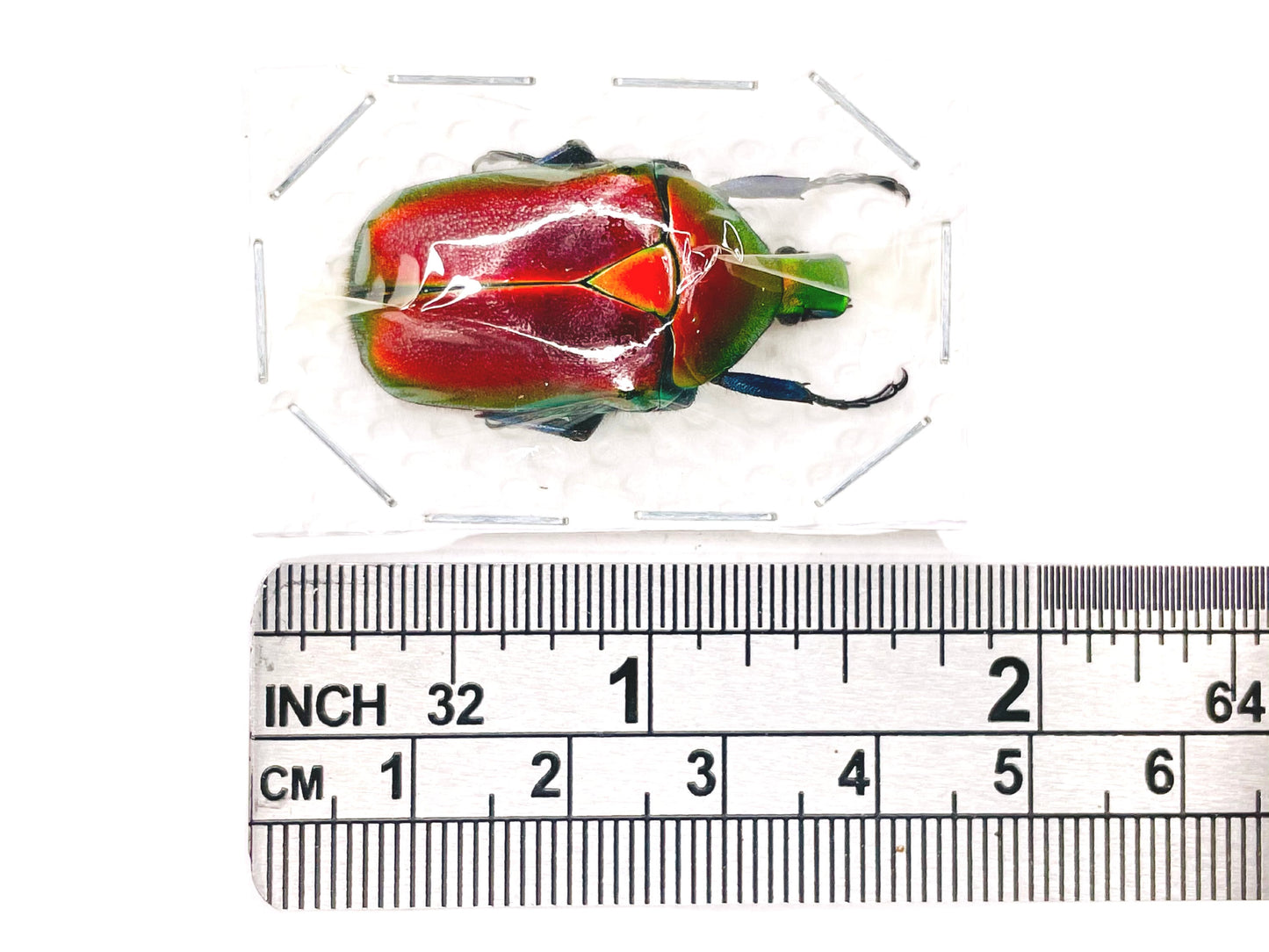 Red Scarab Beetle Torynorrhina flammea flammea Real Insect Taxidermy