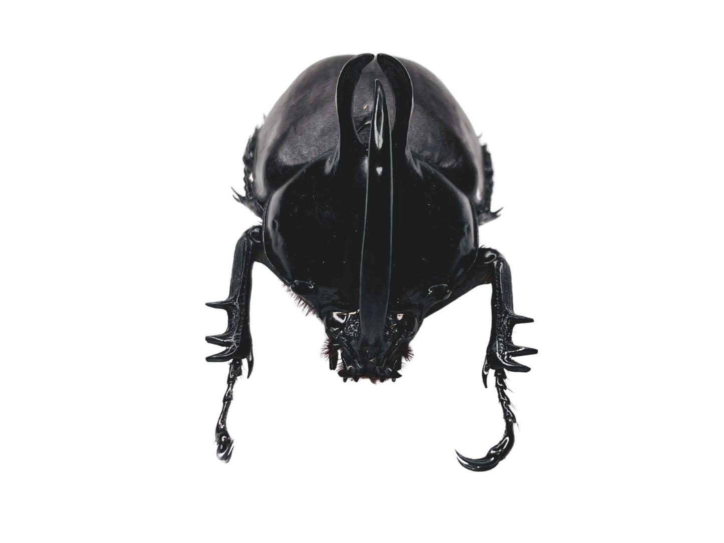 Rabbit Ear Beetle Eupatorus birmanicus Male Real Insect Taxidermy