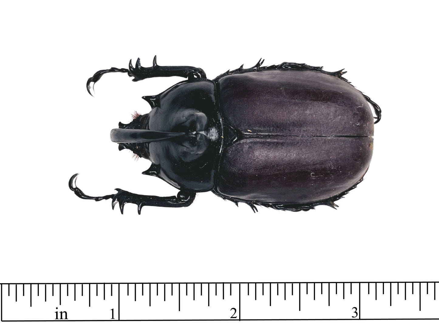 Rabbit Ear Beetle Eupatorus birmanicus Male Real Insect Taxidermy