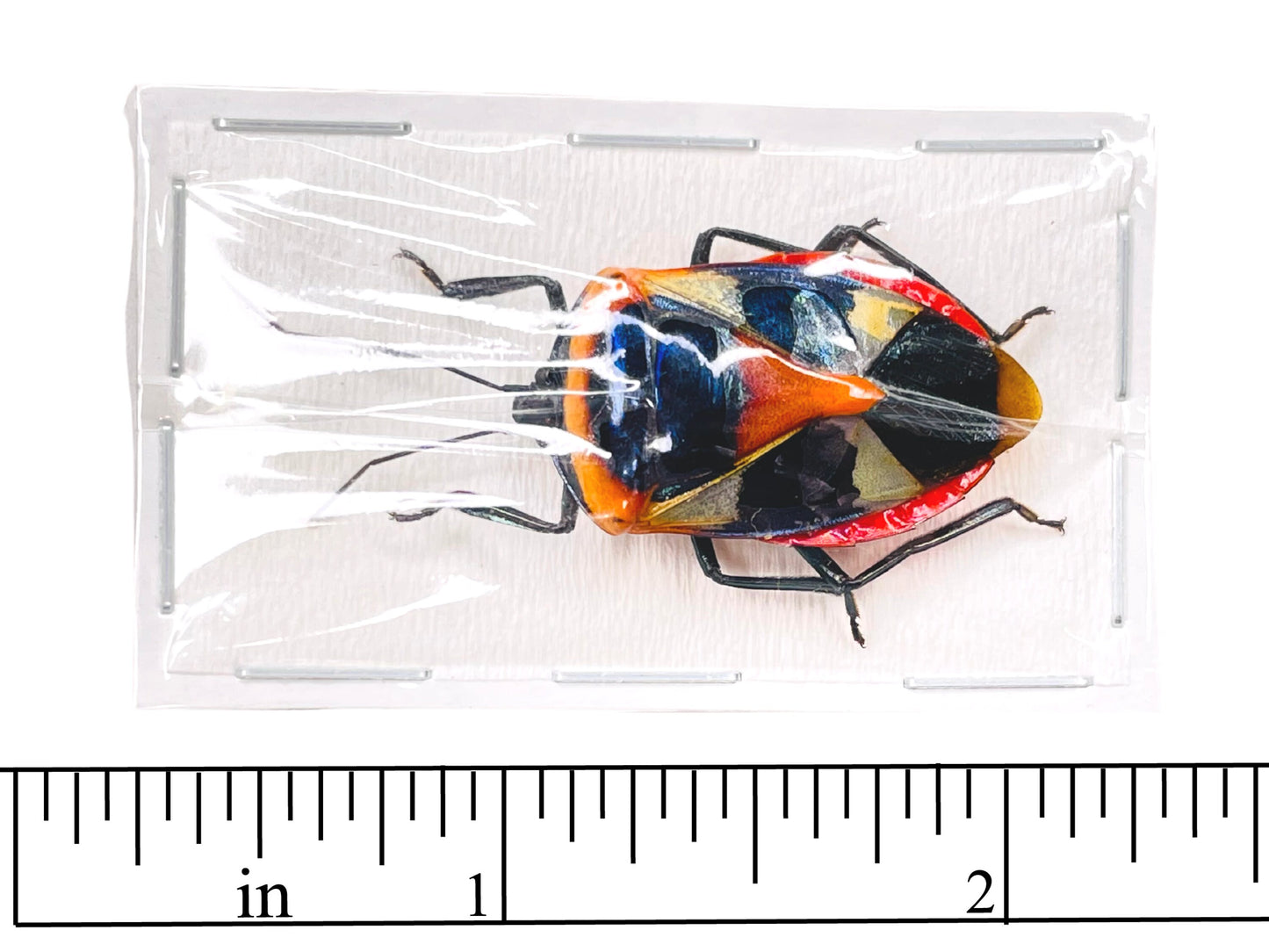 Man Face Bug Catacanthus nigripes Real Insect Taxidermy A2 Condition