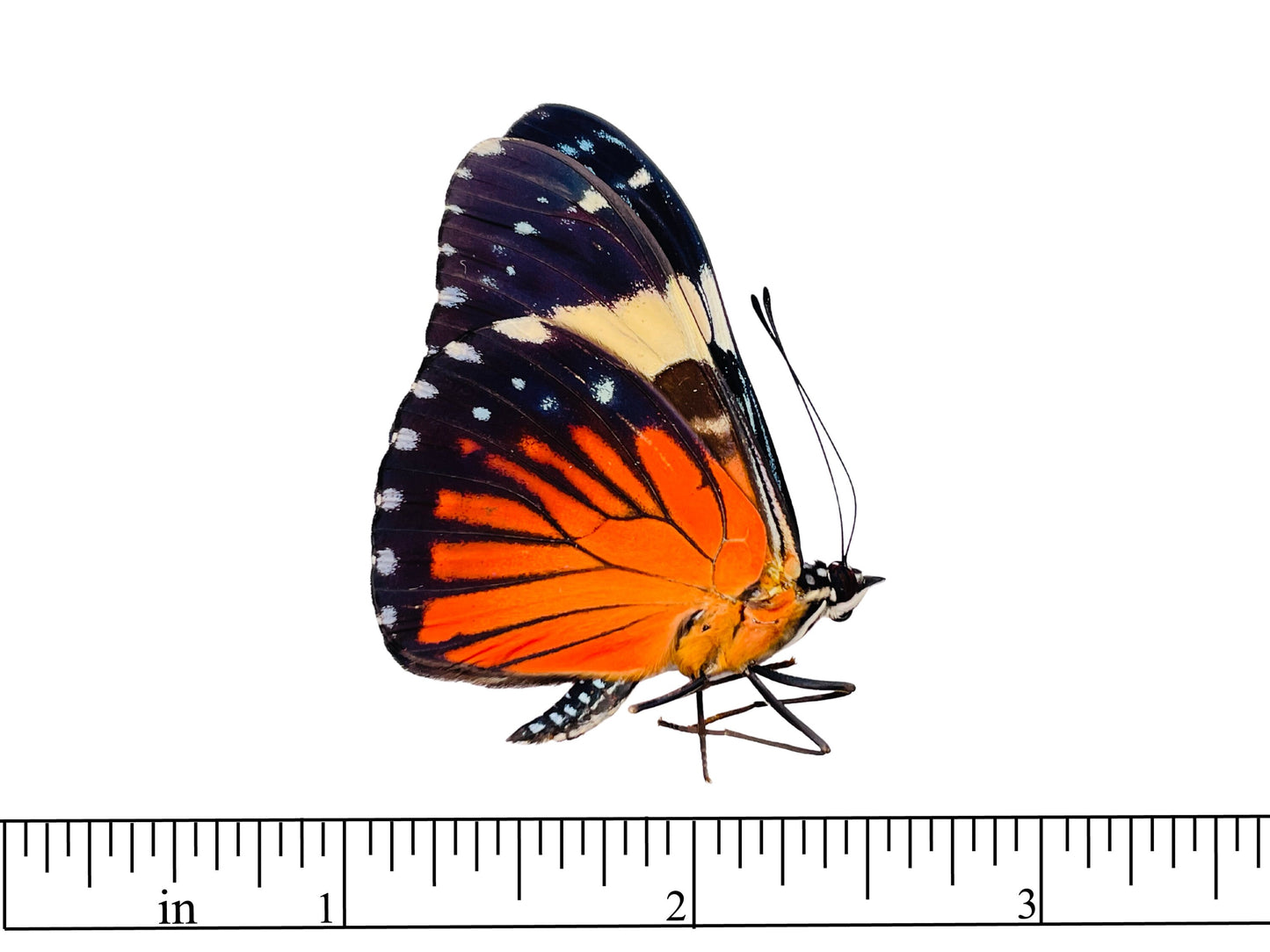 Red Cracker Butterfly Hamadryas amphinome Folded Real Insect Taxidermy