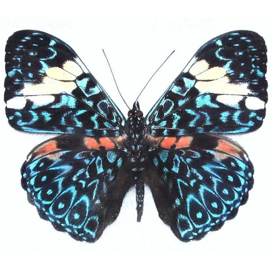 Red Cracker Butterfly Hamadryas amphinome Folded Real Insect Taxidermy