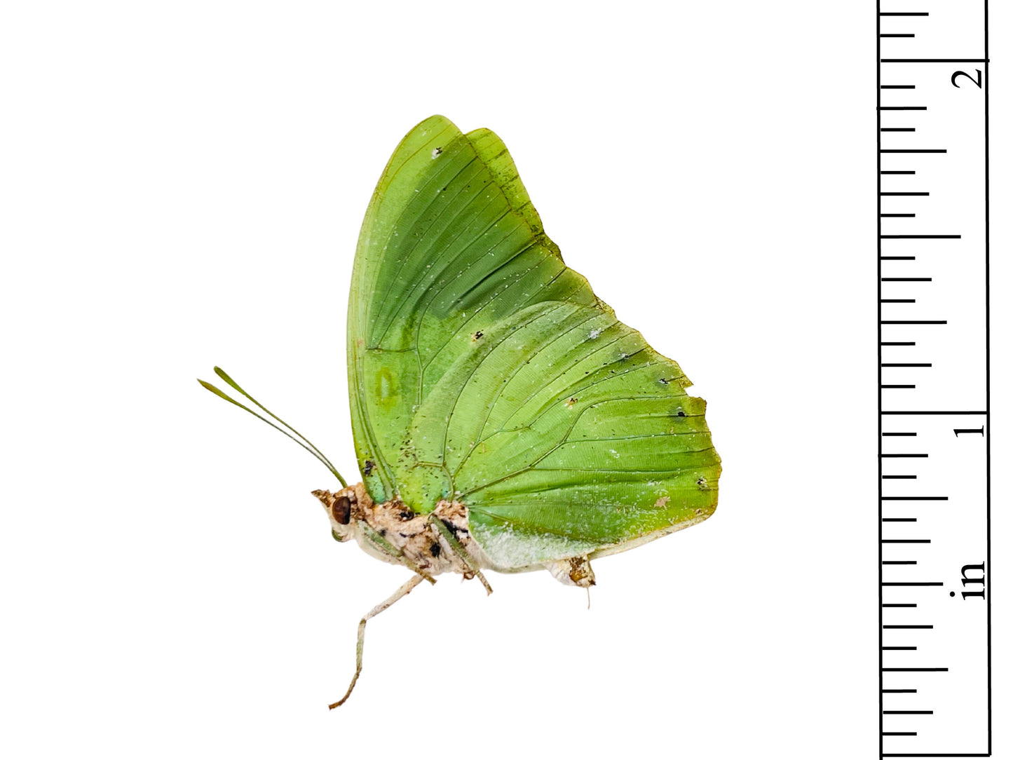 Common Green Charaxes Butterfly Charaxes eupale eupale Male Folded Real Insect Taxidermy