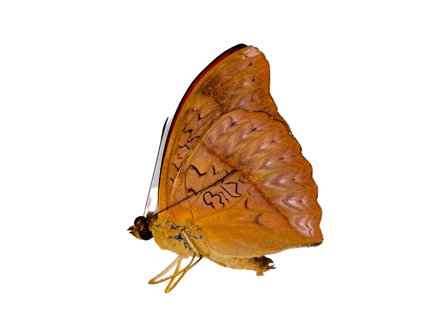 Blood-Red Glider Butterfly Cymothoe sangaris Male Folded Real Insect Taxidermy