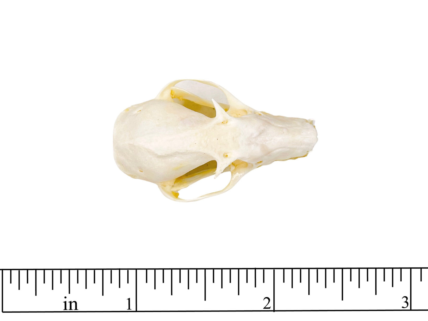 Leschenault's Rousette Fruit Bat Rousettus leschenaulti Skull Real Preserved Taxidermy * A2 Condition *